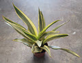 Lauren Sansevieria